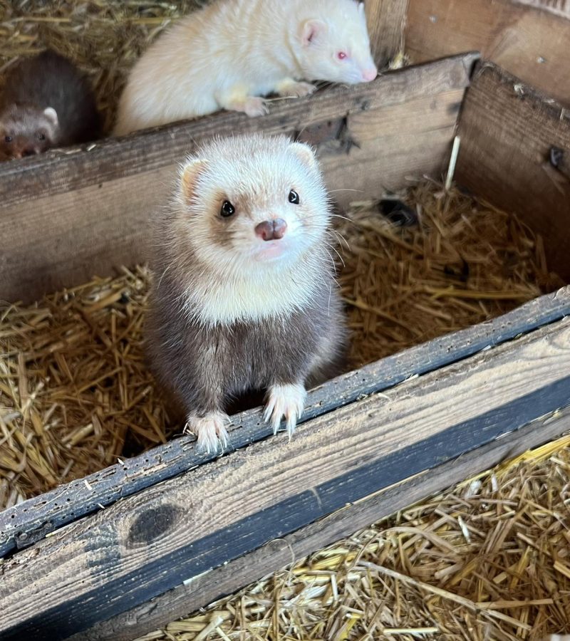 furet chocolat arlequin