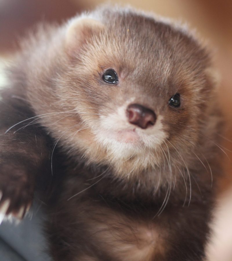 furet chocolat