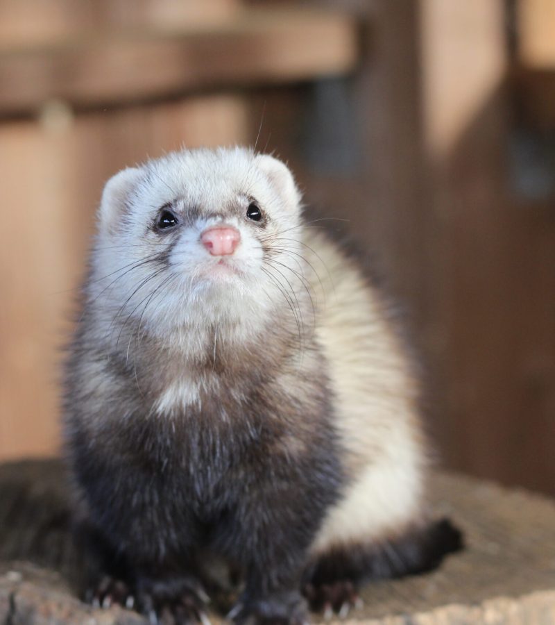 furet